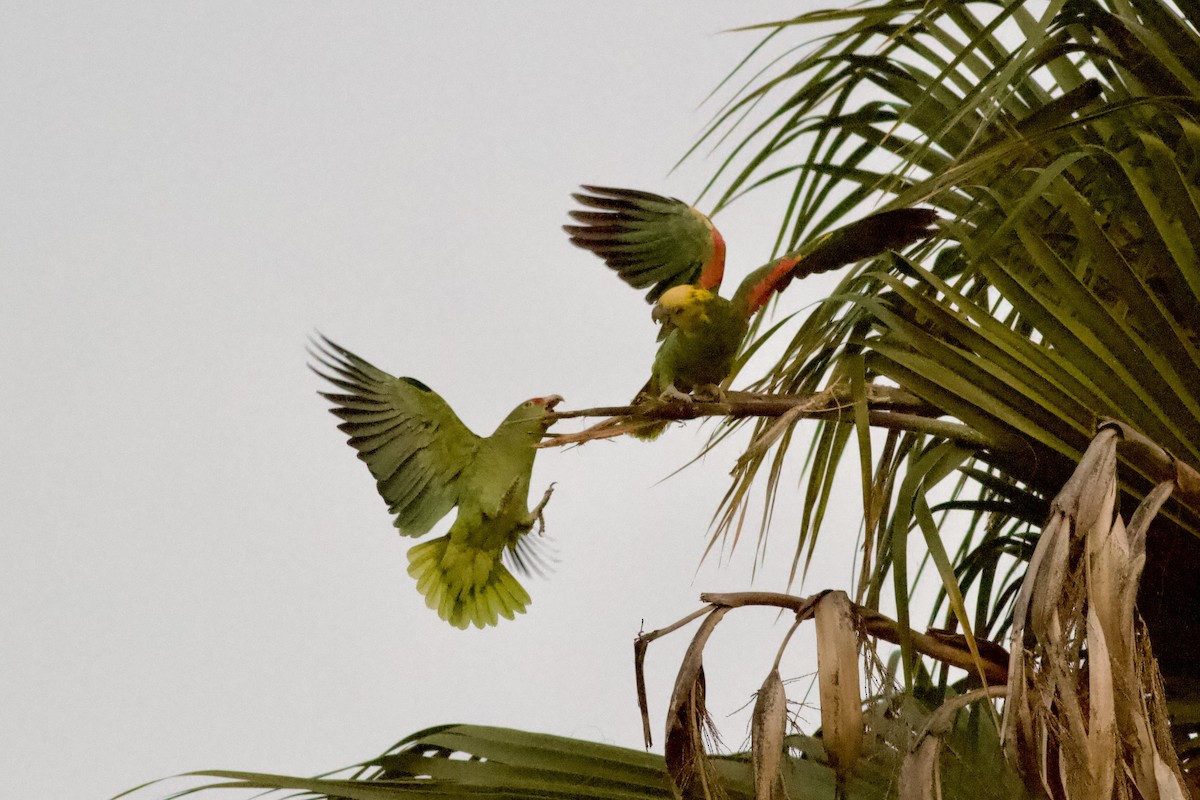 Yellow-headed Amazon - ML647038359