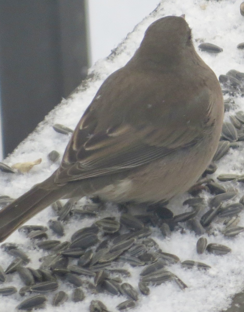 Dark-eyed Junco - ML647038360