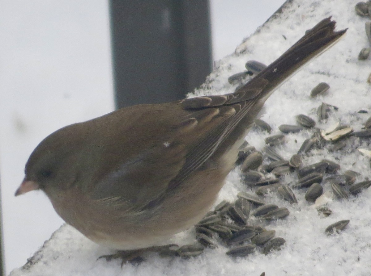 Dark-eyed Junco - ML647038361