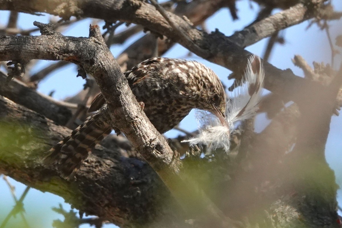 Fasciated Wren - ML647038362