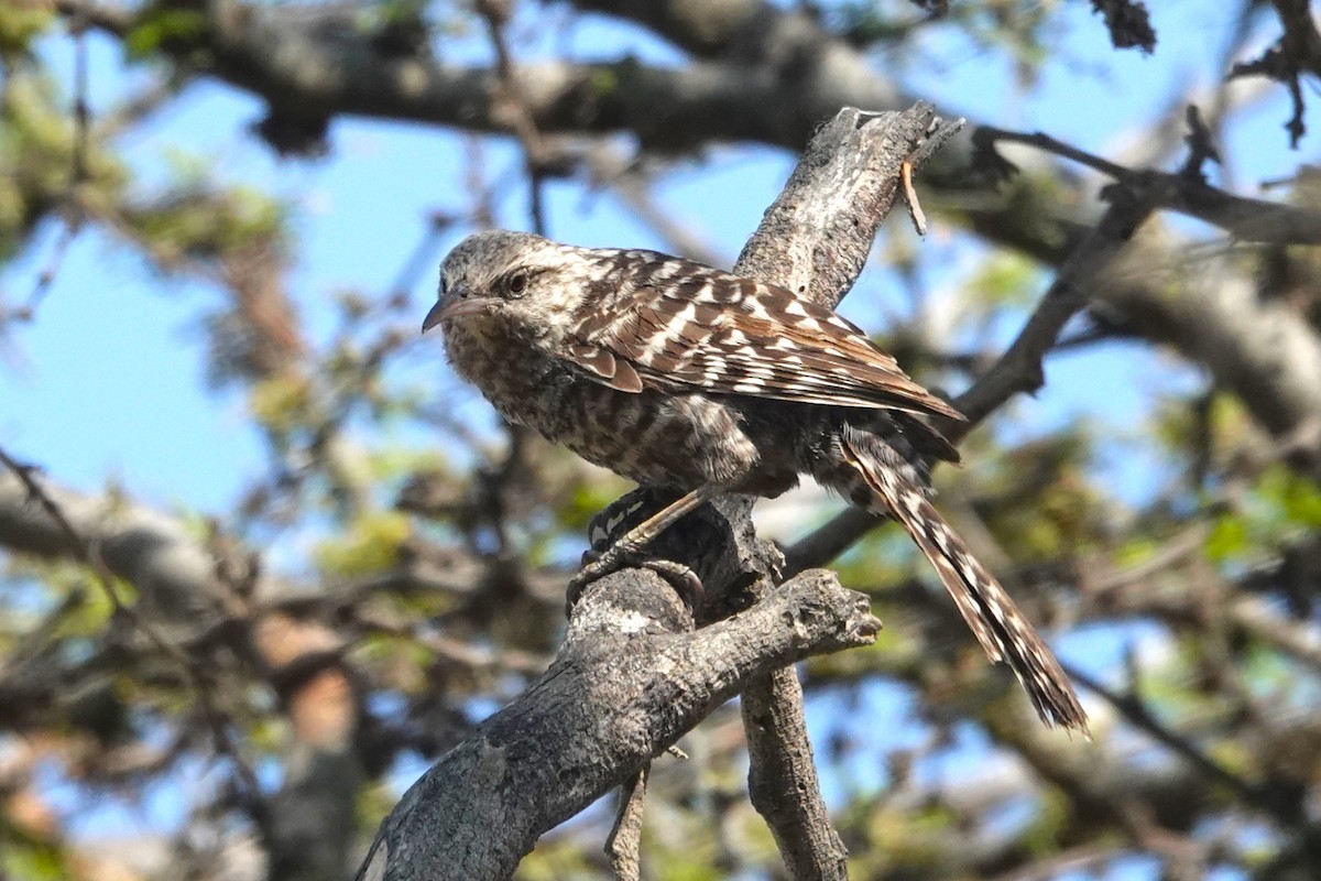 Fasciated Wren - ML647038363