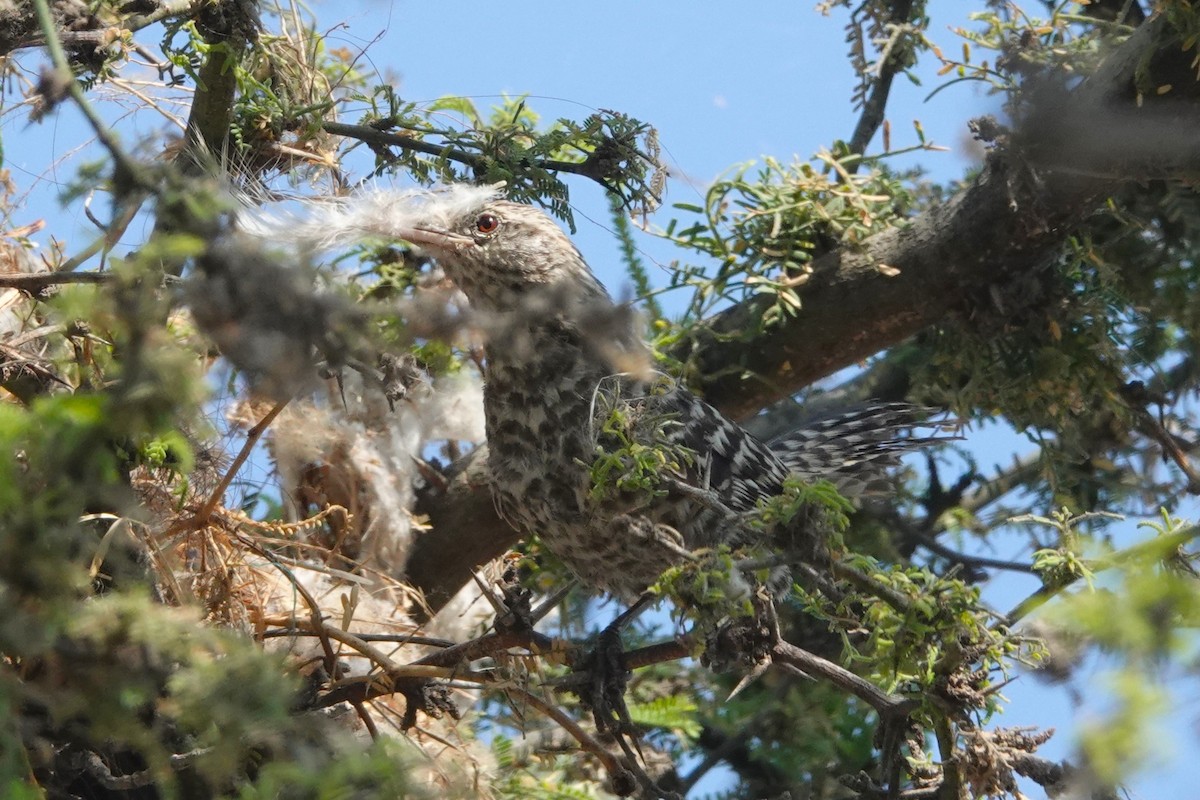 Fasciated Wren - ML647038364