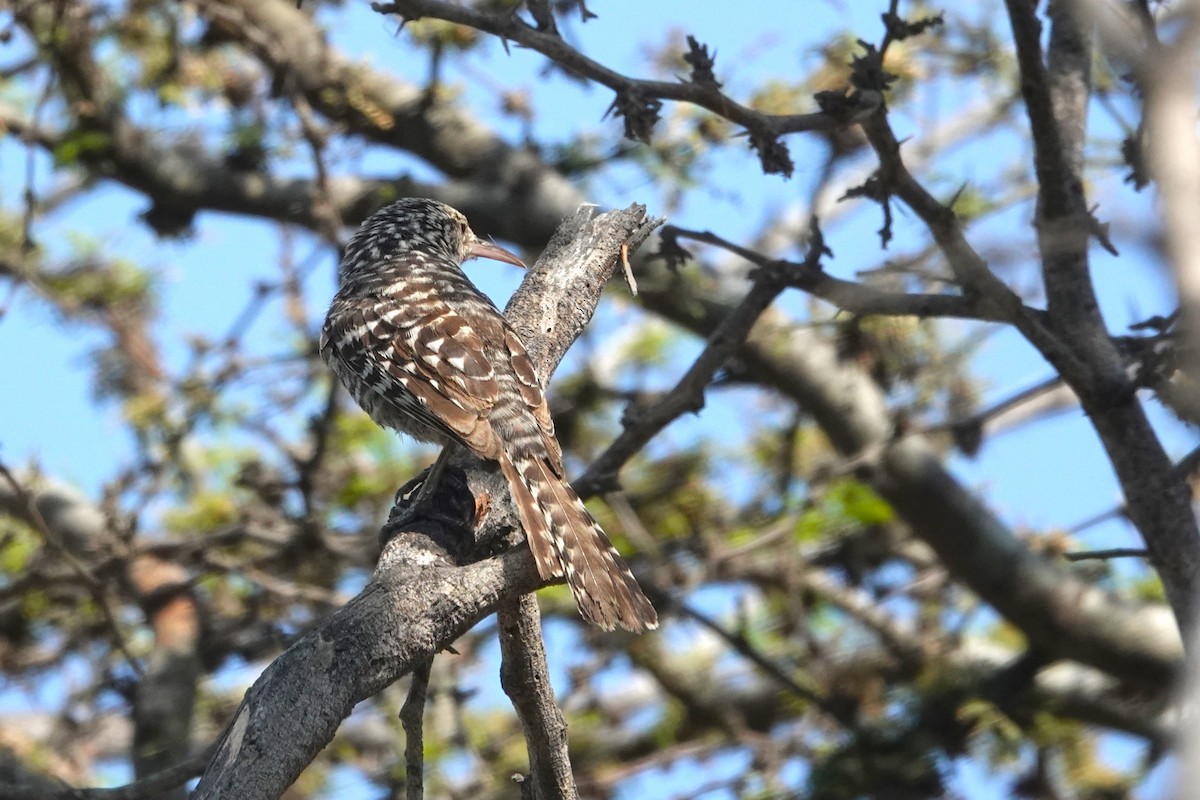 Fasciated Wren - ML647038365