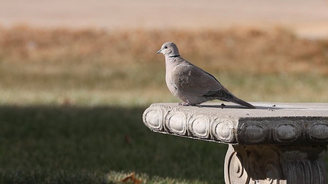 תור צווארון - ML647038366