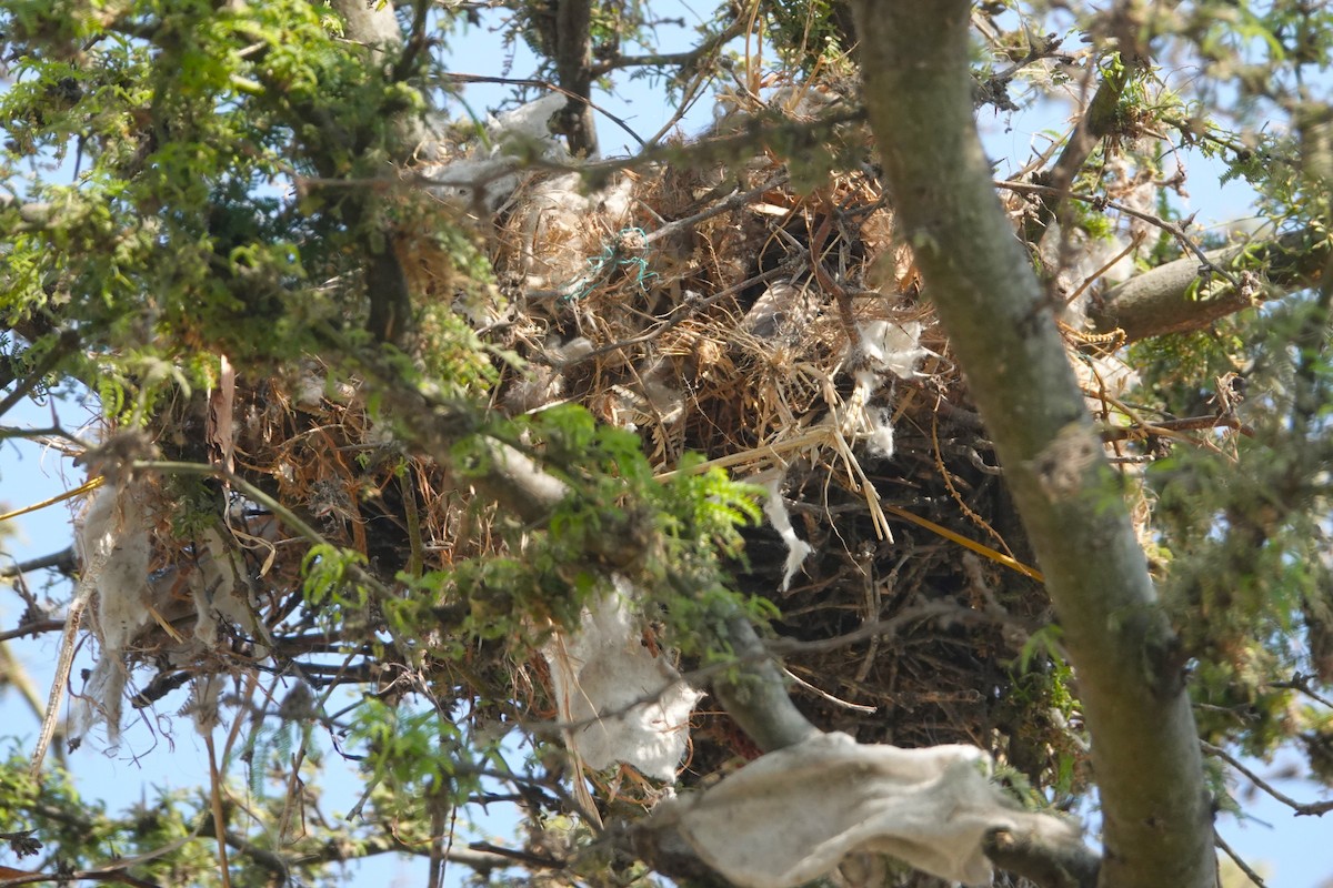 Fasciated Wren - ML647038367