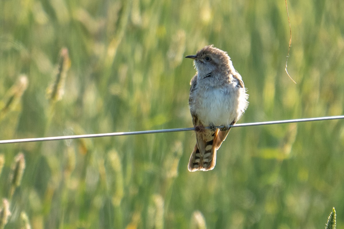 Horsfield's Bronze-Cuckoo - ML647038368
