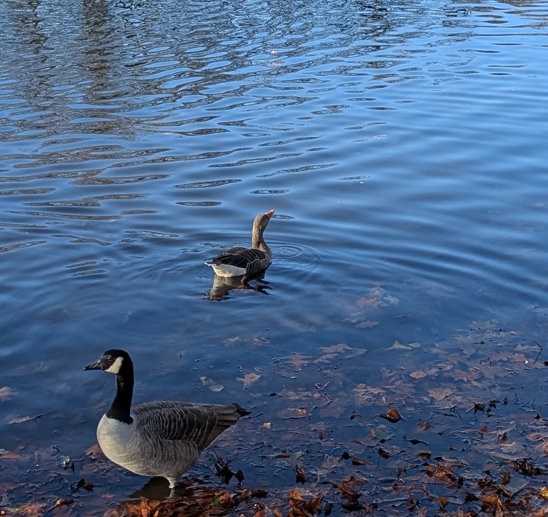 Graylag Goose (European) - ML647038373