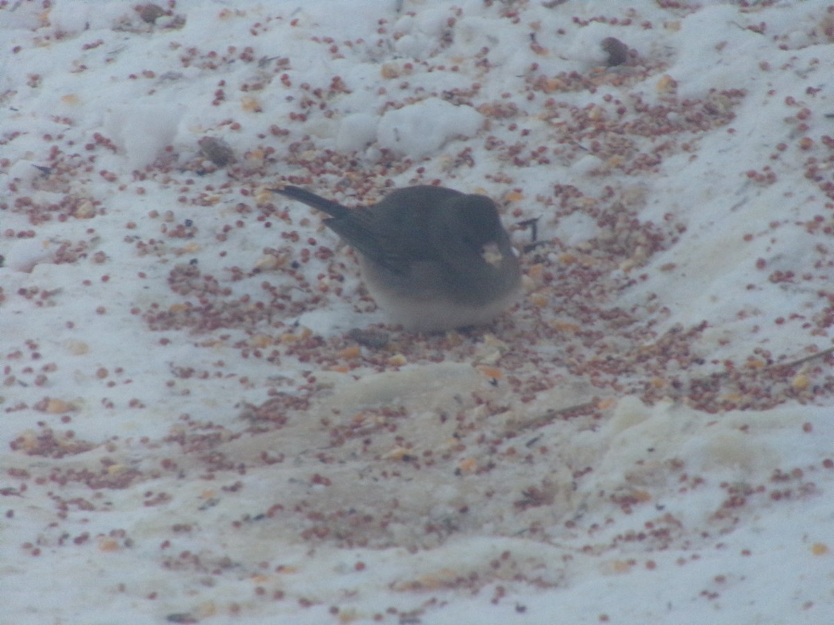 Dark-eyed Junco - ML647038374