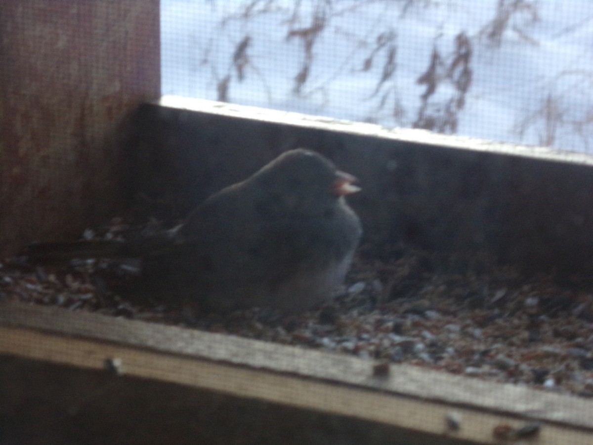 Dark-eyed Junco - ML647038375