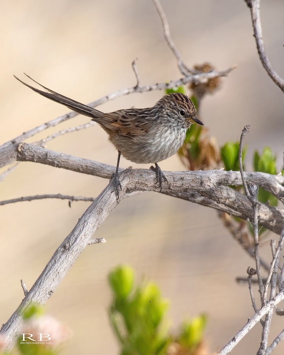 Streaked Tit-Spinetail - ML647038376