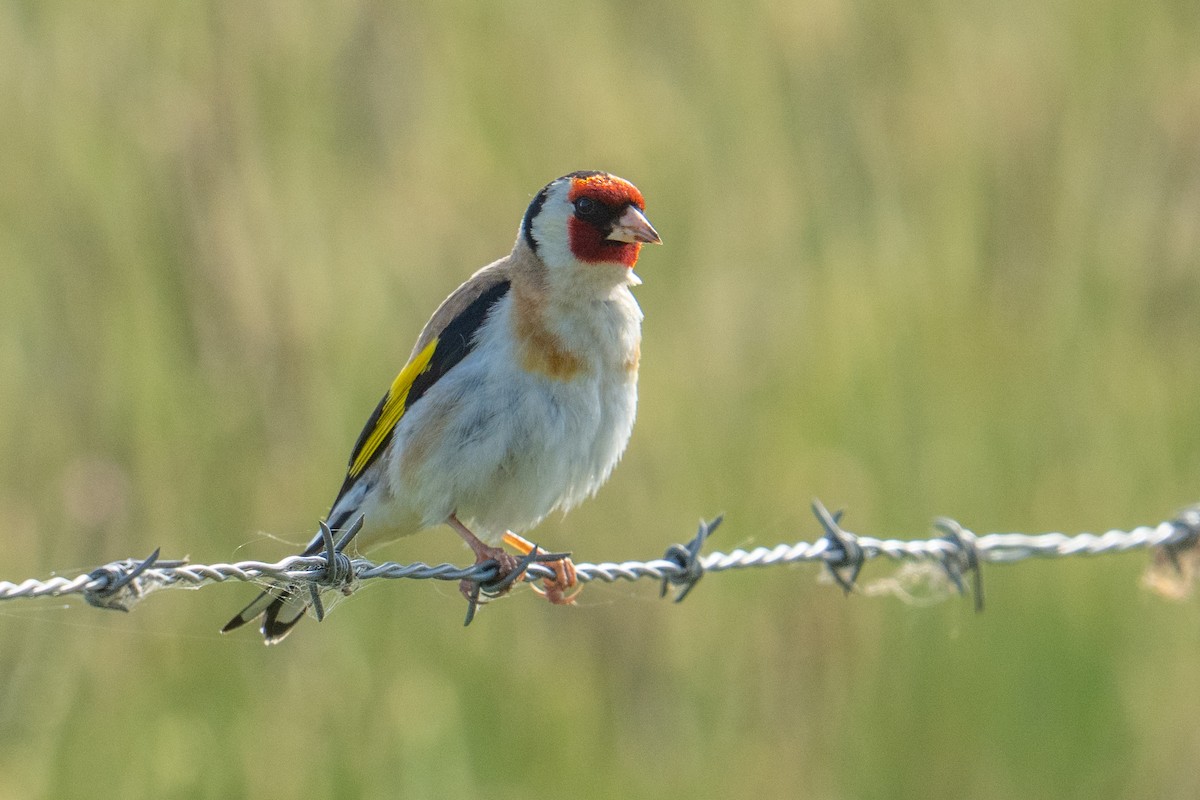 European Goldfinch - ML647038377