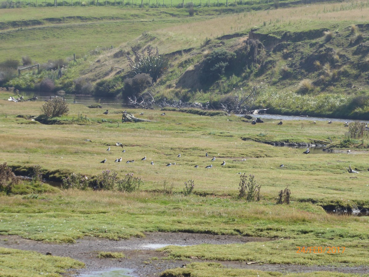 Pied Stilt - ML647038378
