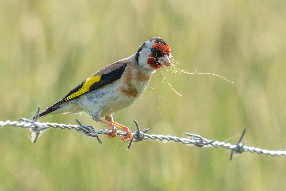European Goldfinch - ML647038380