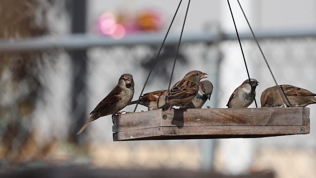 דרור הבית - ML647038382