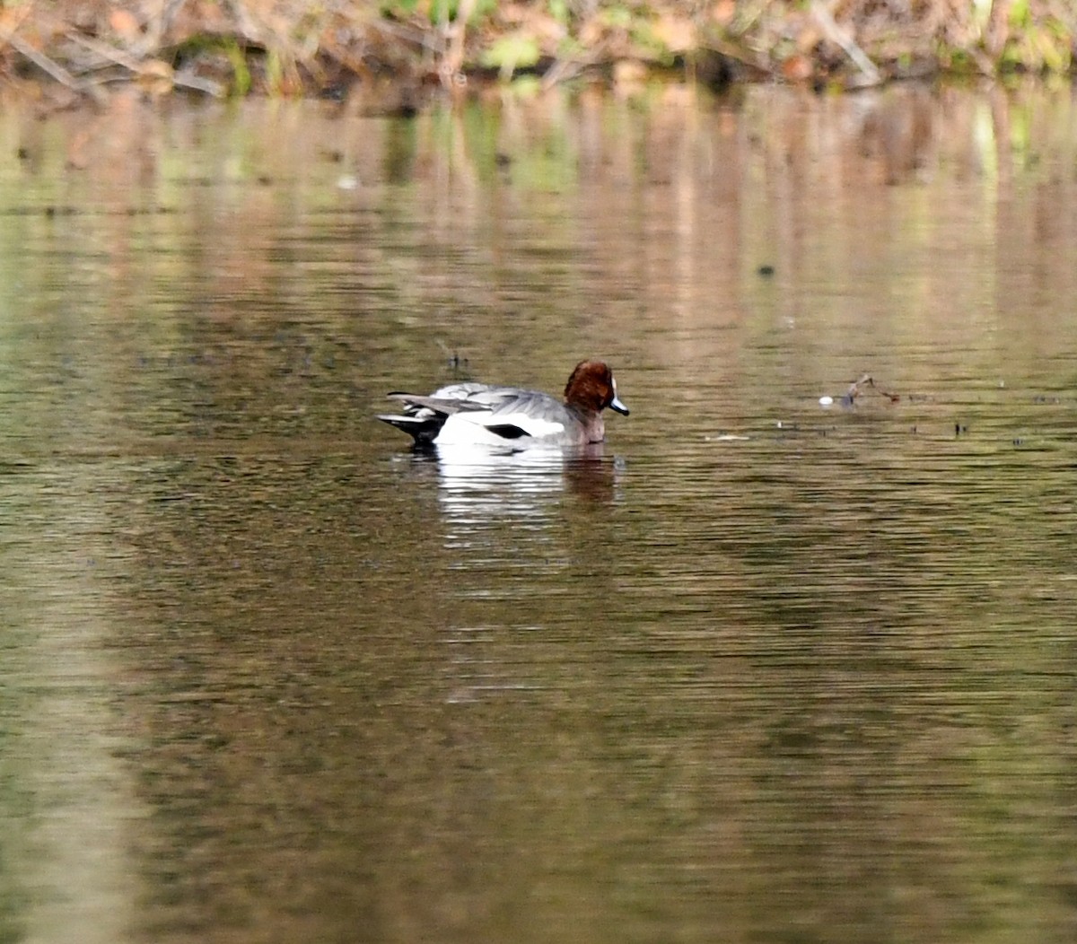 Eurasian Wigeon - ML647038384