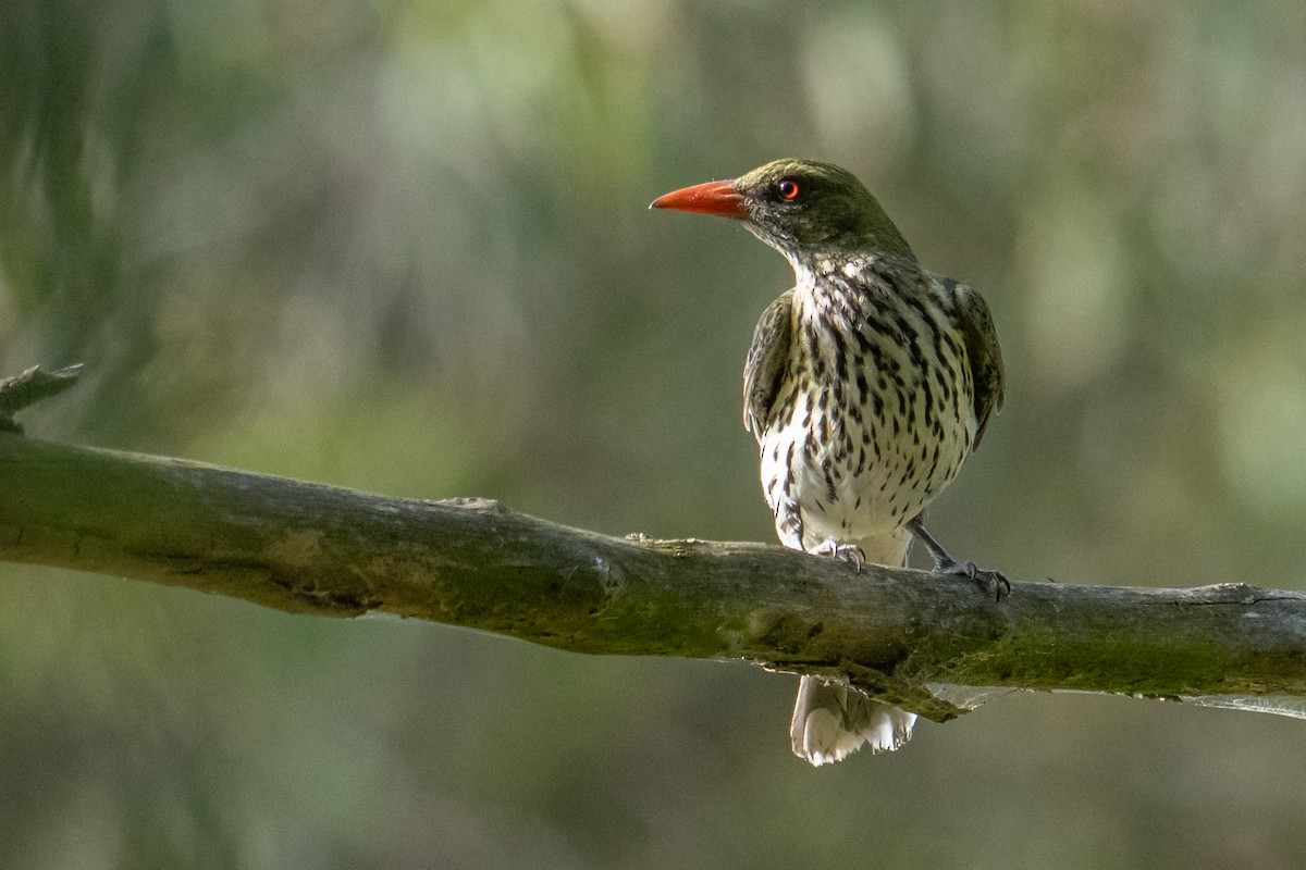 Olive-backed Oriole - ML647038386