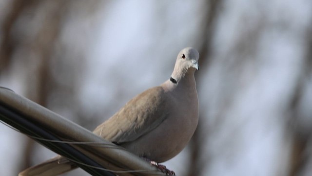 תור צווארון - ML647038387