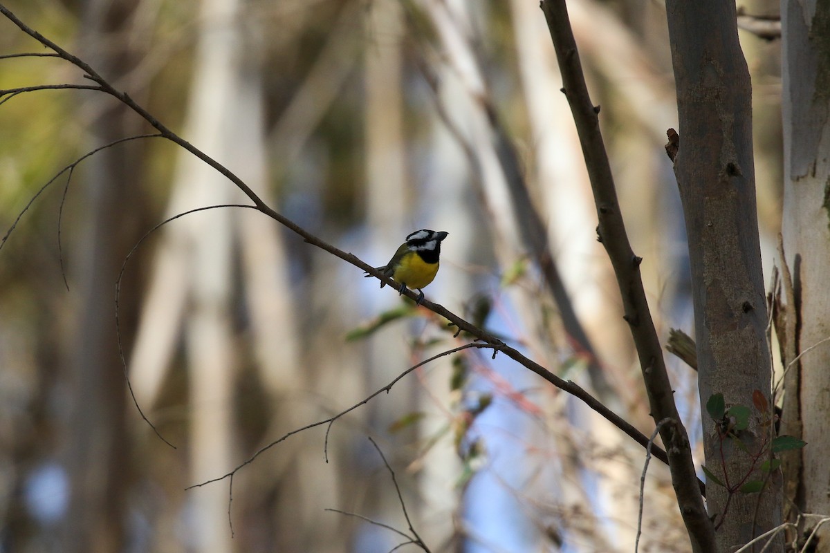 Eastern Shrike-tit - ML647038391
