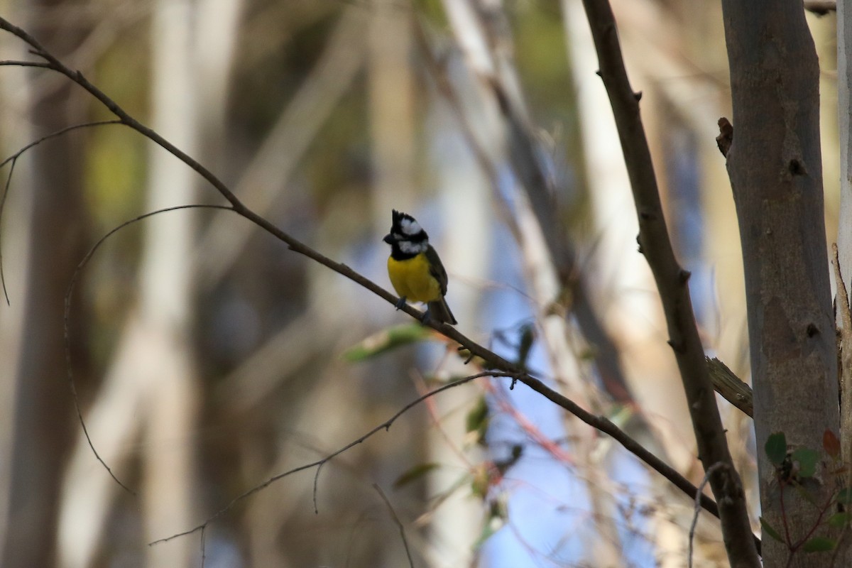 Eastern Shrike-tit - ML647038392