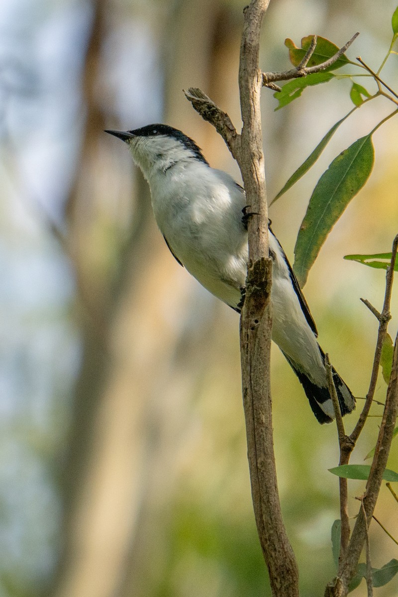 White-winged Triller - ML647038398