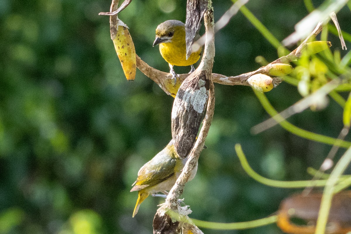 Golden-bellied Euphonia - ML647038399