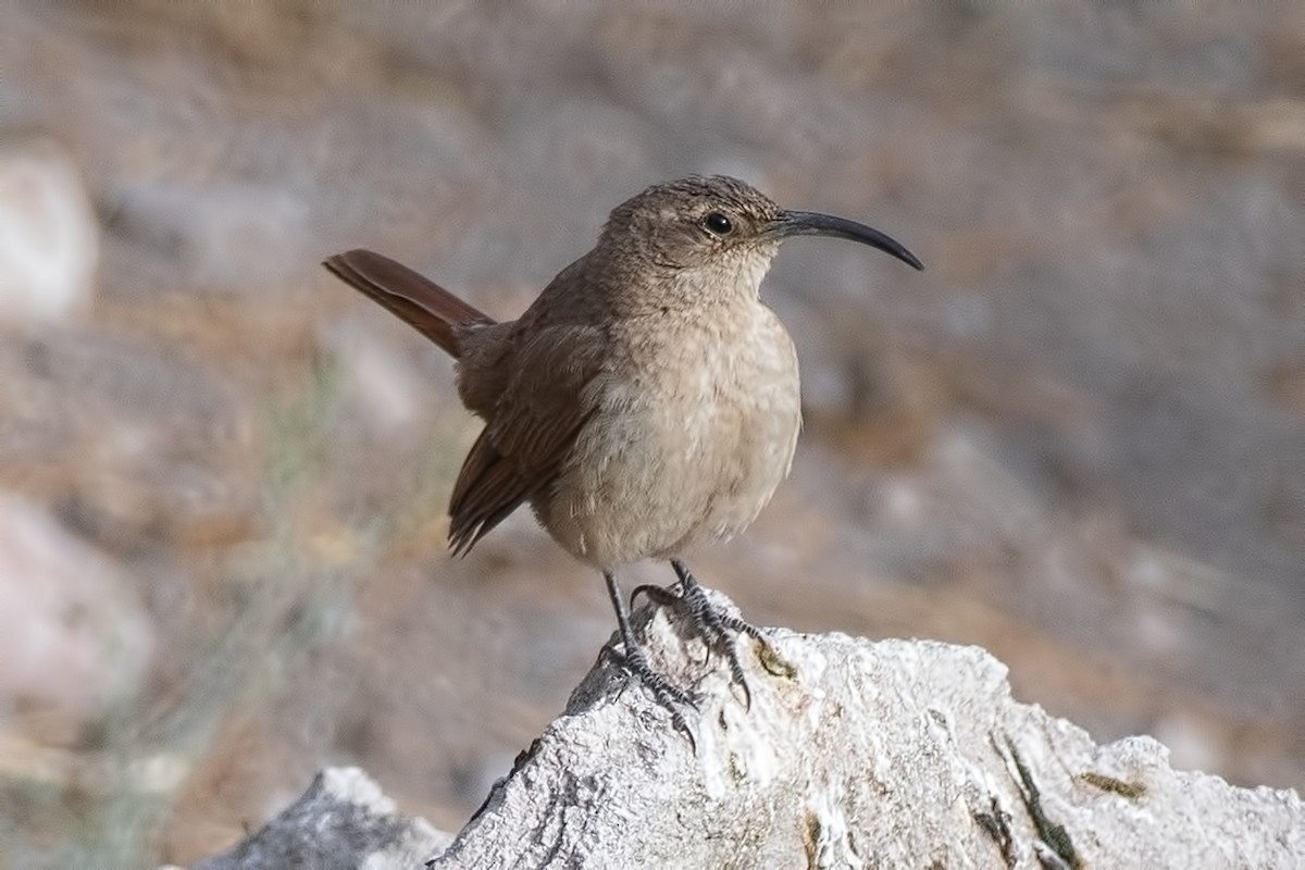 Buff-breasted Earthcreeper - ML647038400