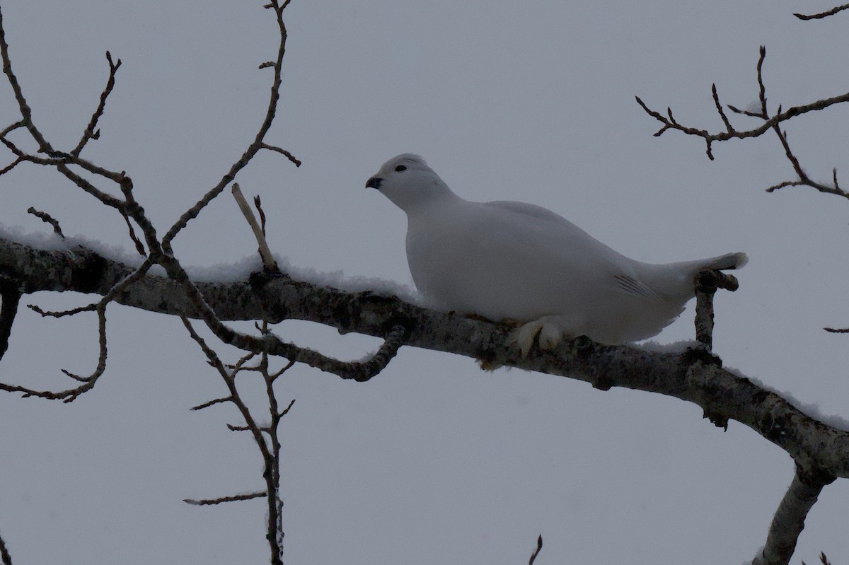 Moorschneehuhn - ML647038401