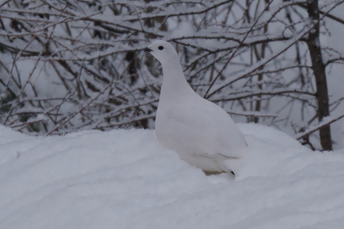 Moorschneehuhn - ML647038402