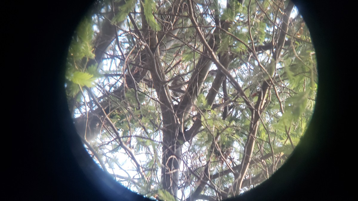 Austral Pygmy-Owl - ML647038406