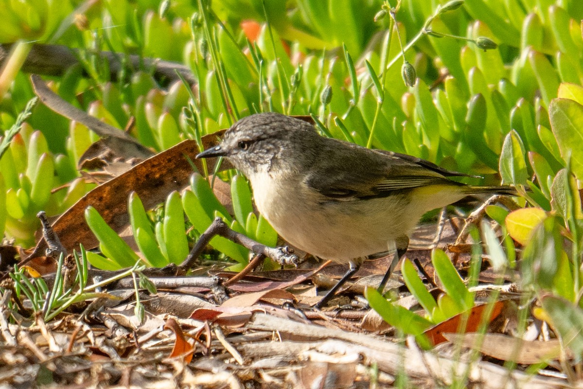 Yellow-rumped Thornbill - ML647038409