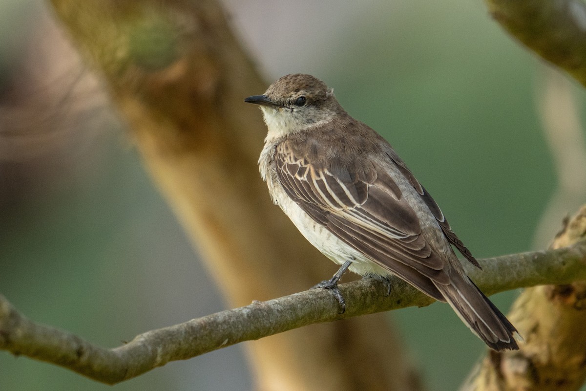 White-winged Triller - ML647038413