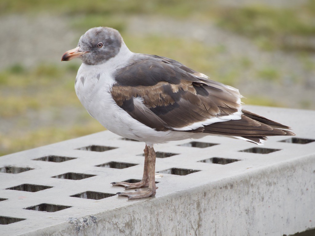 Dolphin Gull - ML647038414