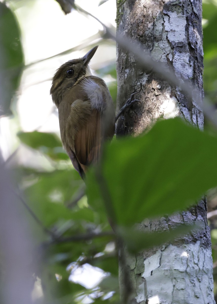 Tawny-winged Woodcreeper - ML647038417