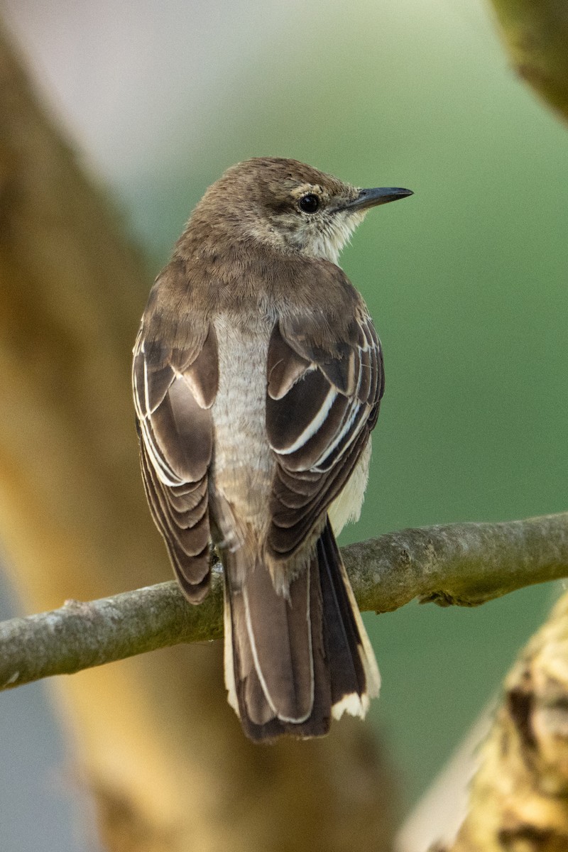 White-winged Triller - ML647038418