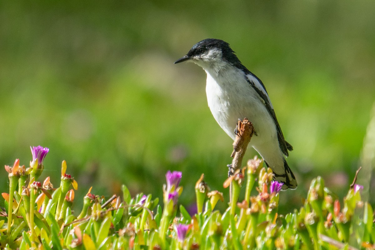 White-winged Triller - ML647038430