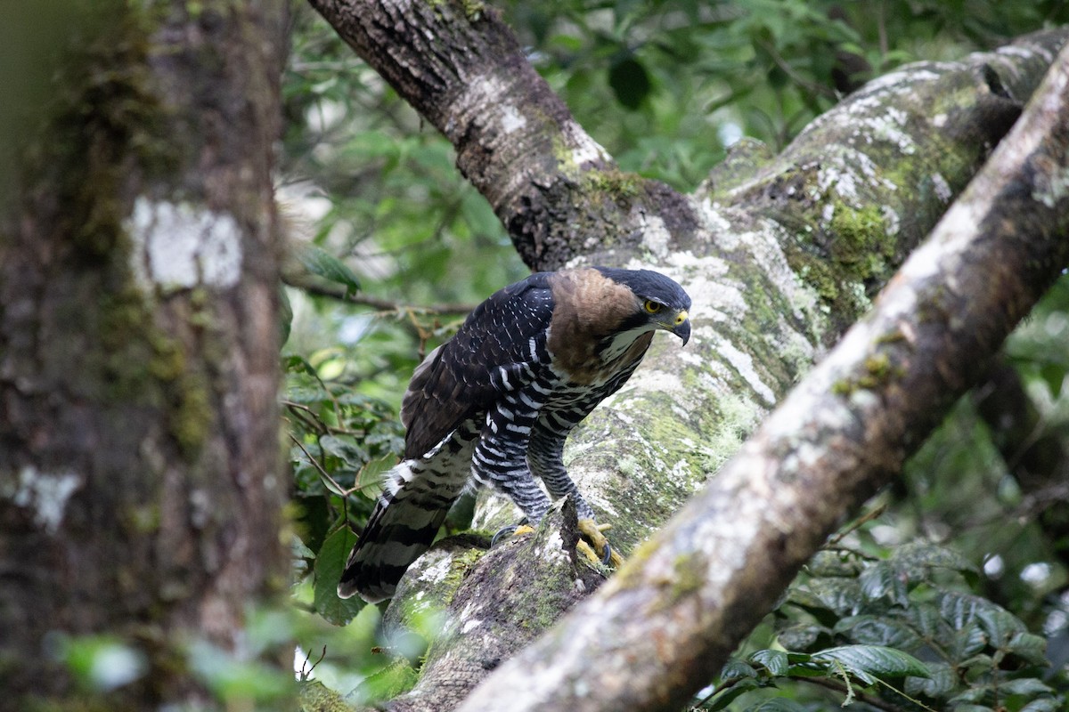 orel zdobený - ML647038434