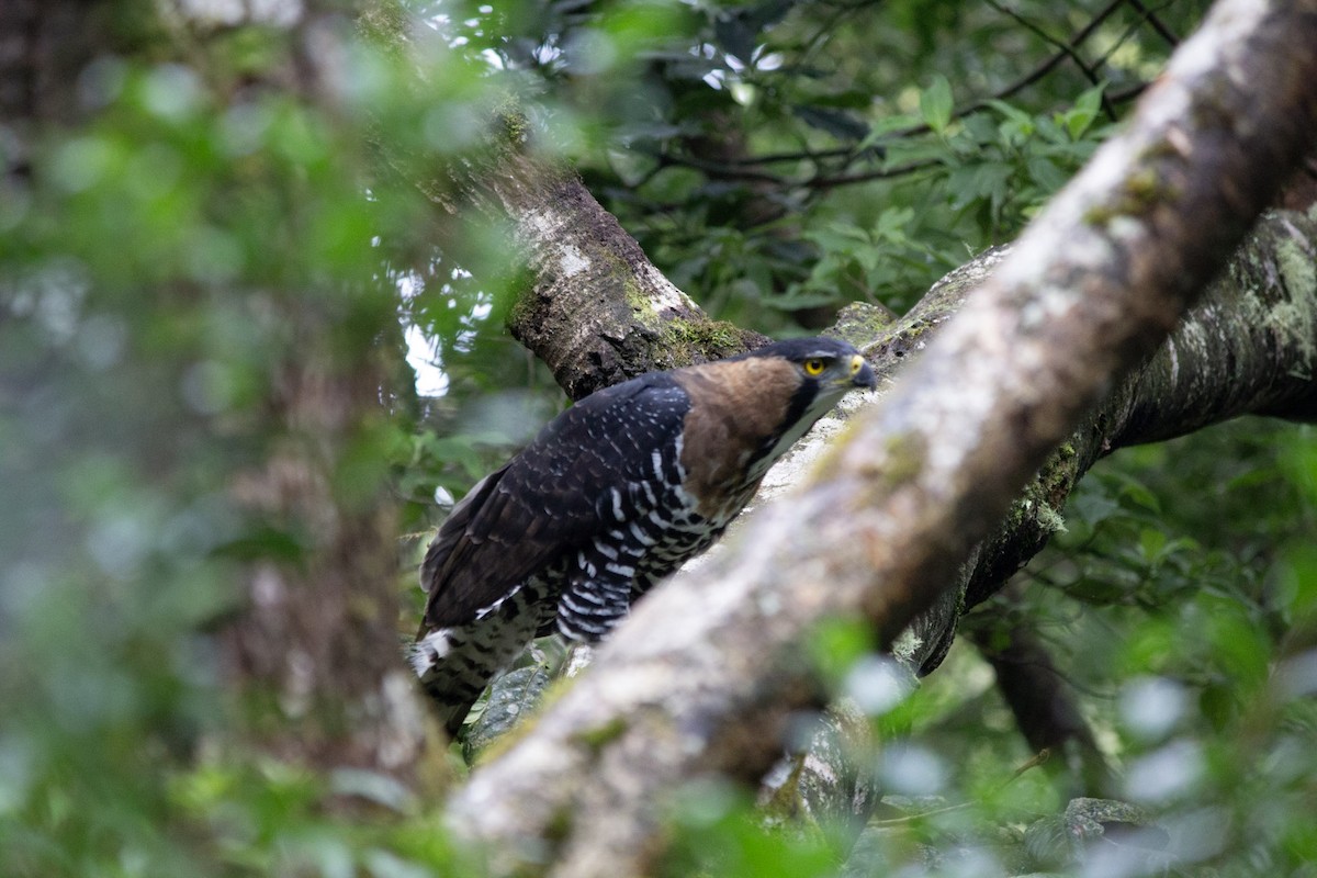 orel zdobený - ML647038437