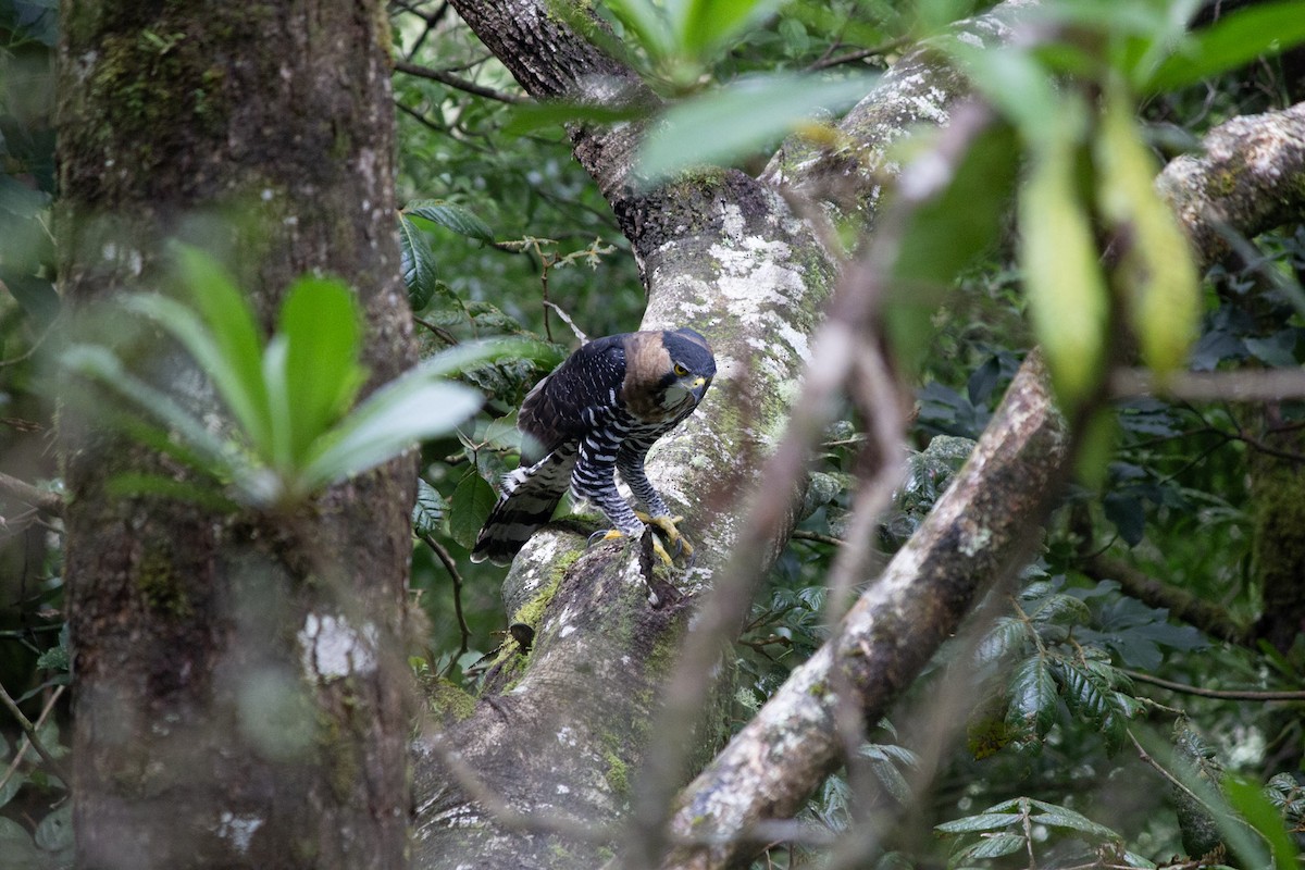 orel zdobený - ML647038438