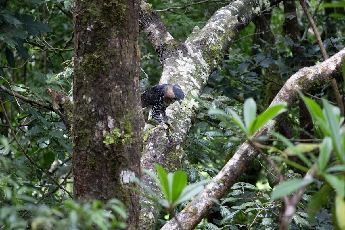 orel zdobený - ML647038439