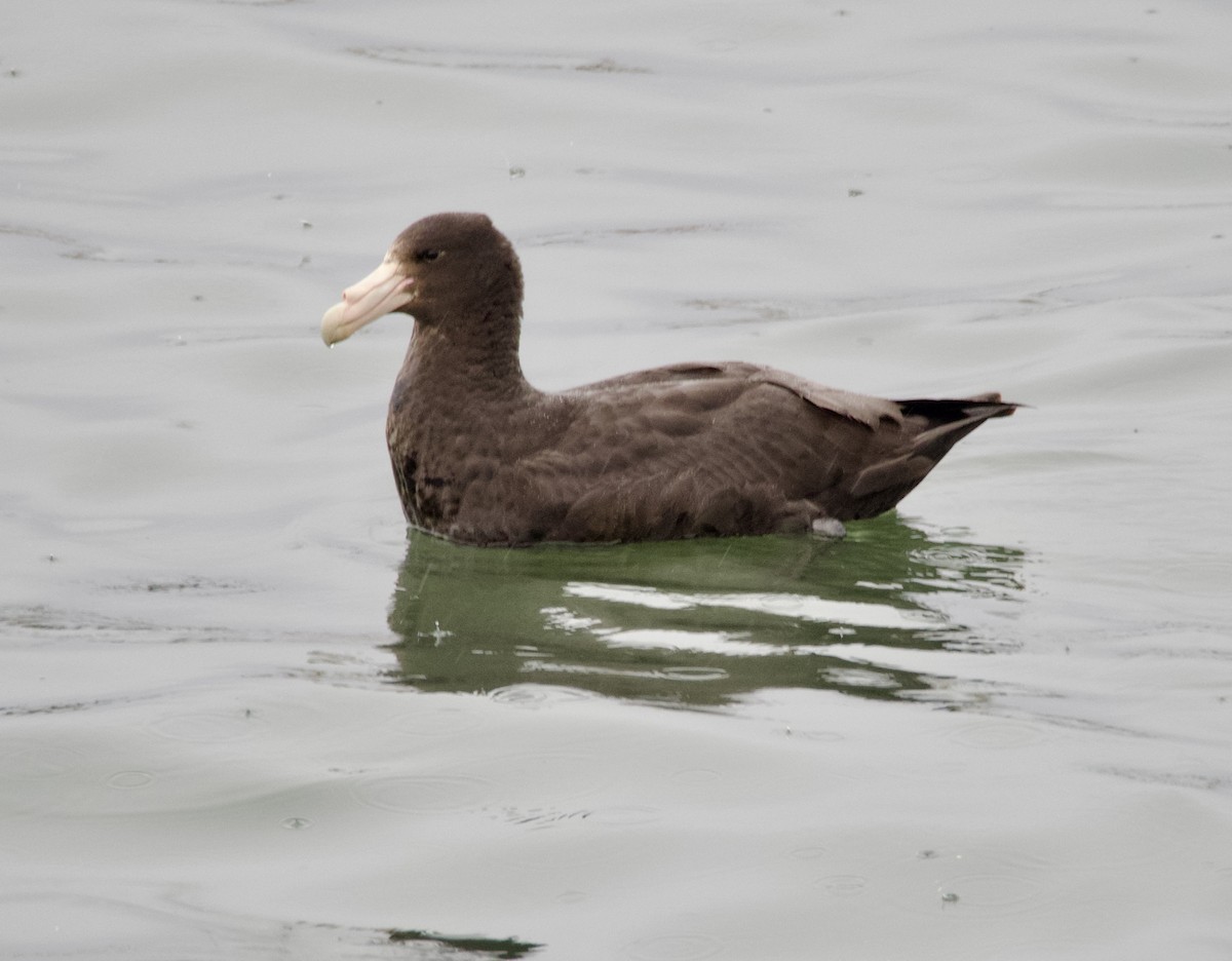 Southern Giant-Petrel - ML647038440