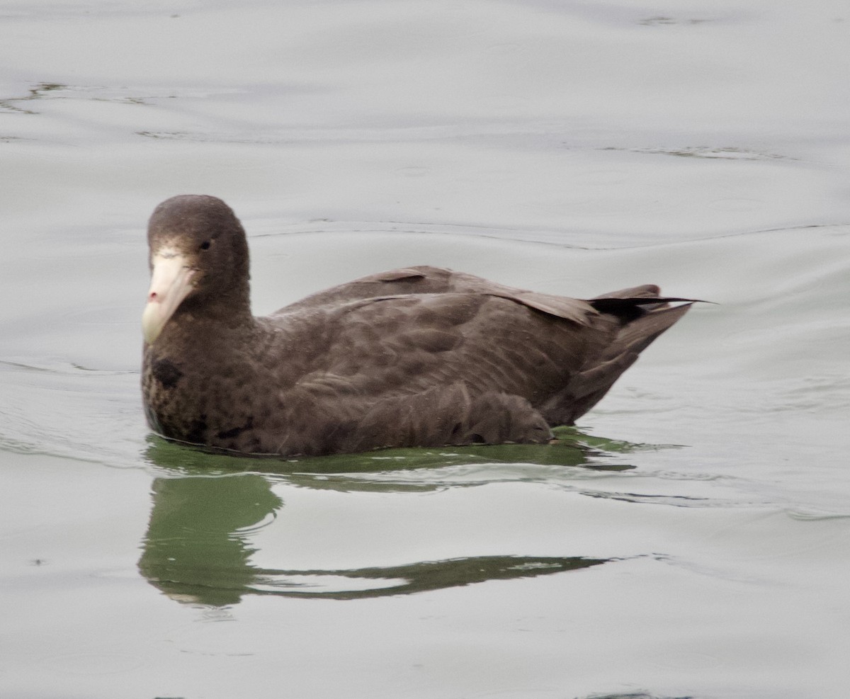 Southern Giant-Petrel - ML647038443