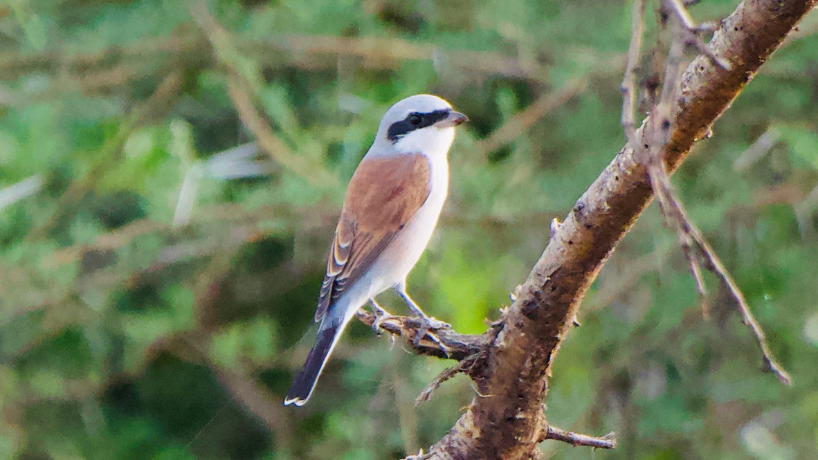 Averla piccola - ML647038445