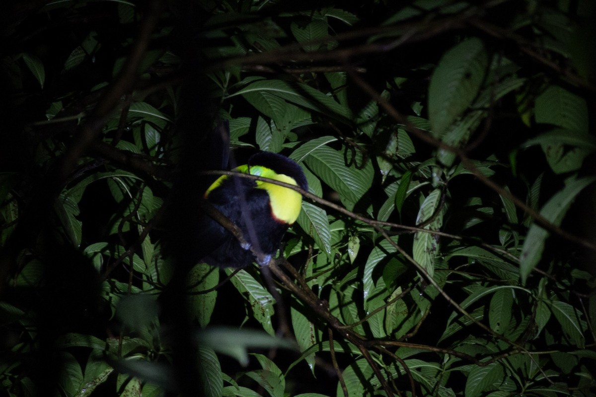 Keel-billed Toucan - ML647038448