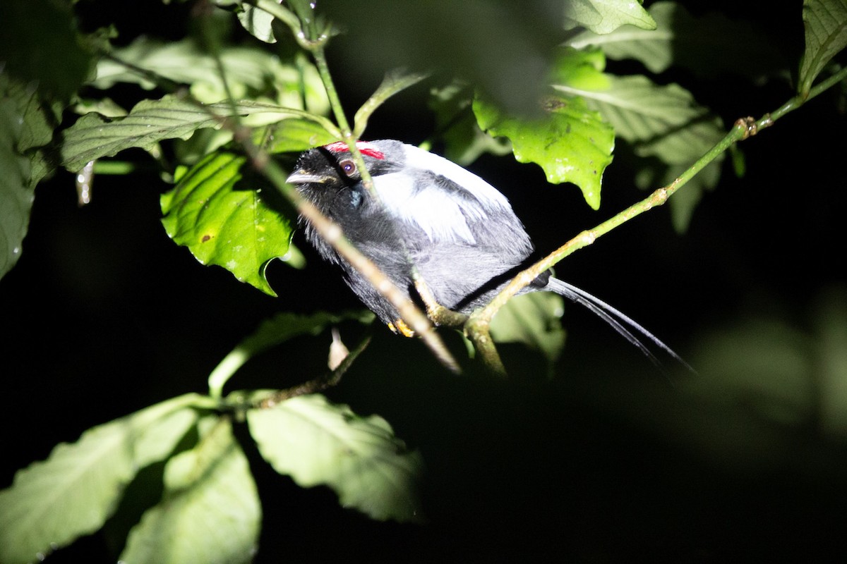 Langschwanzpipra - ML647038477