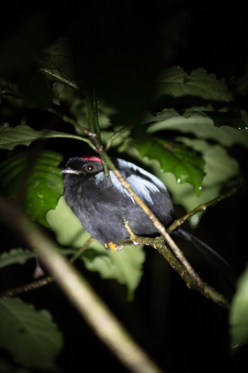 Langschwanzpipra - ML647038478