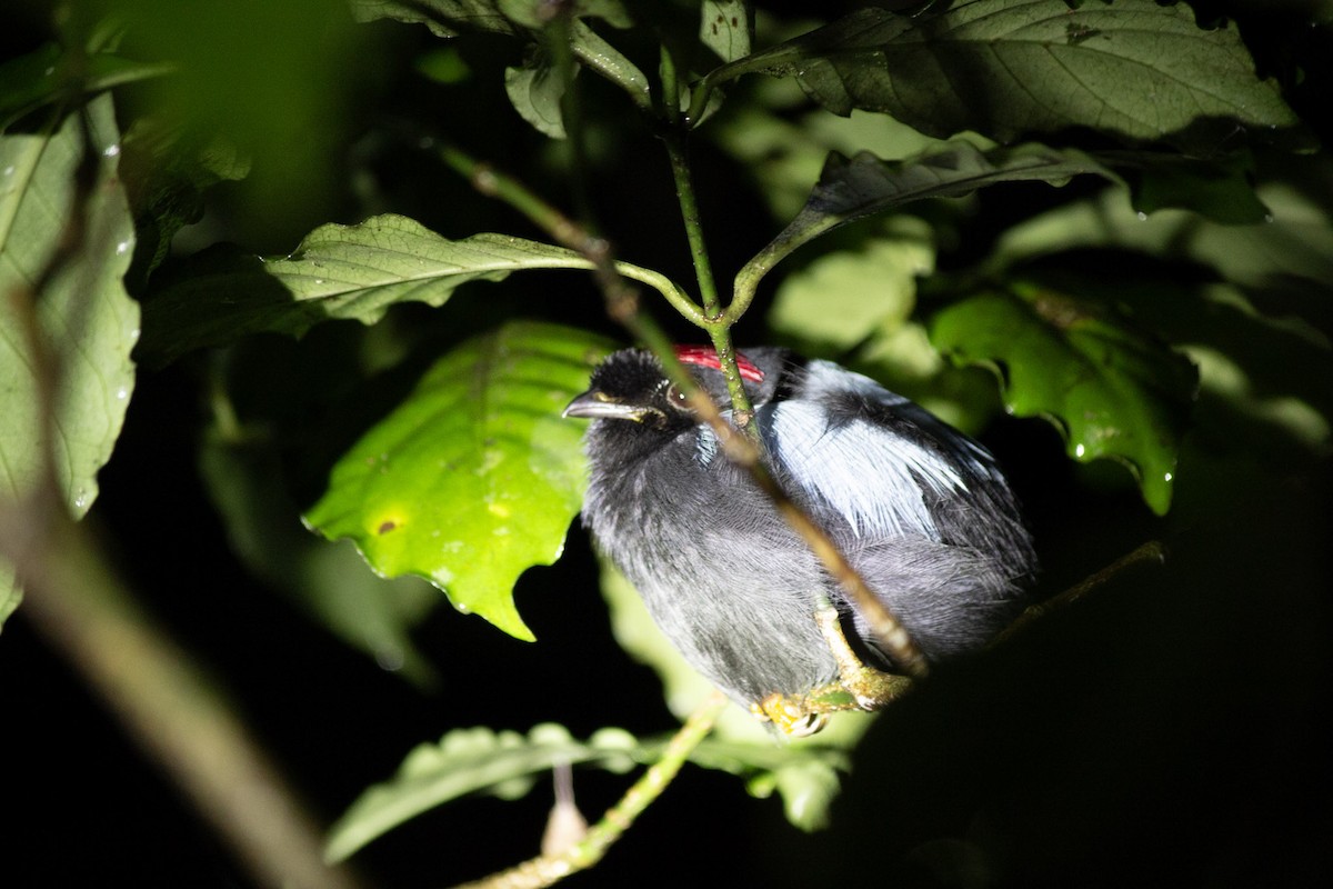 Langschwanzpipra - ML647038479