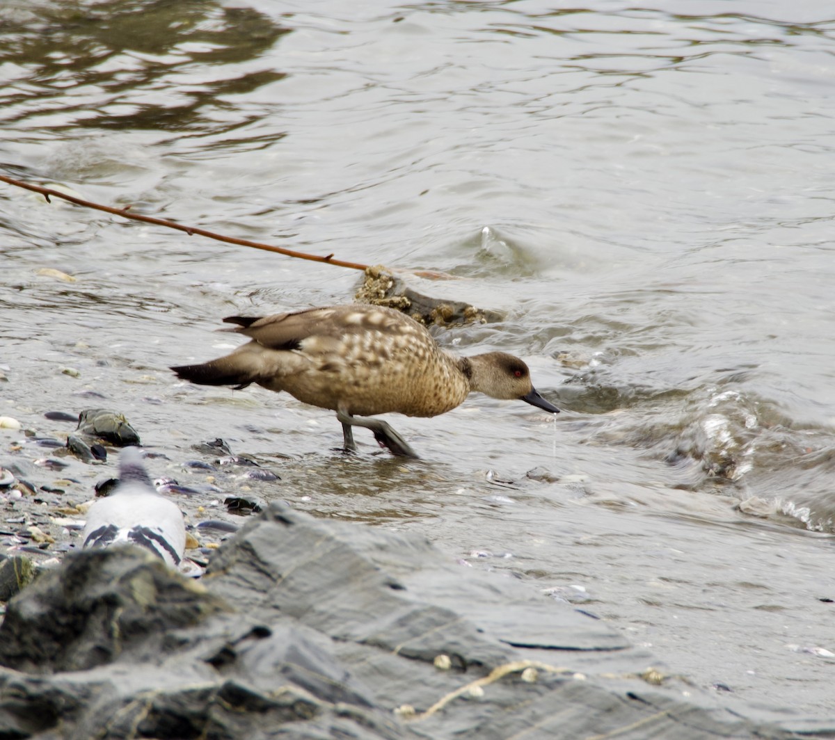 Crested Duck - ML647038481