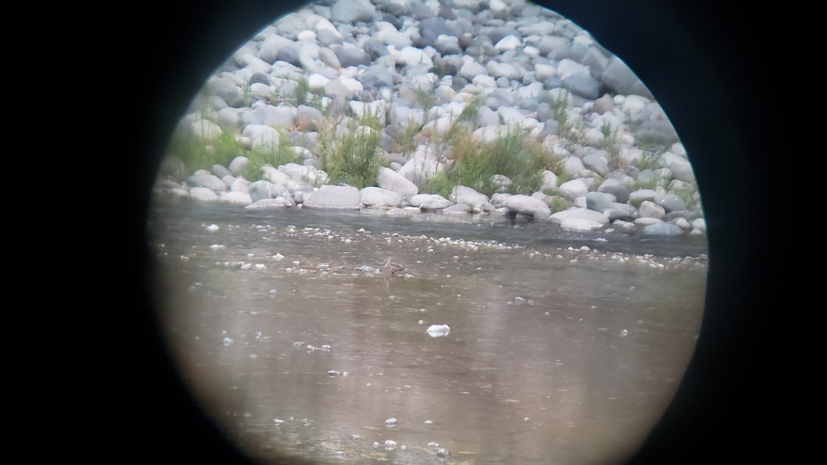Yellow-billed Pintail - ML647038487