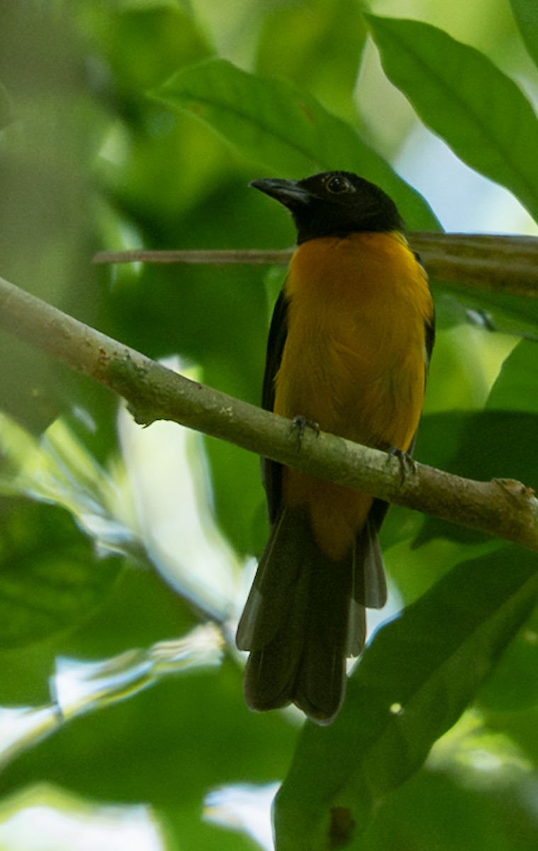 Fulvous-crested Tanager - ML647038488