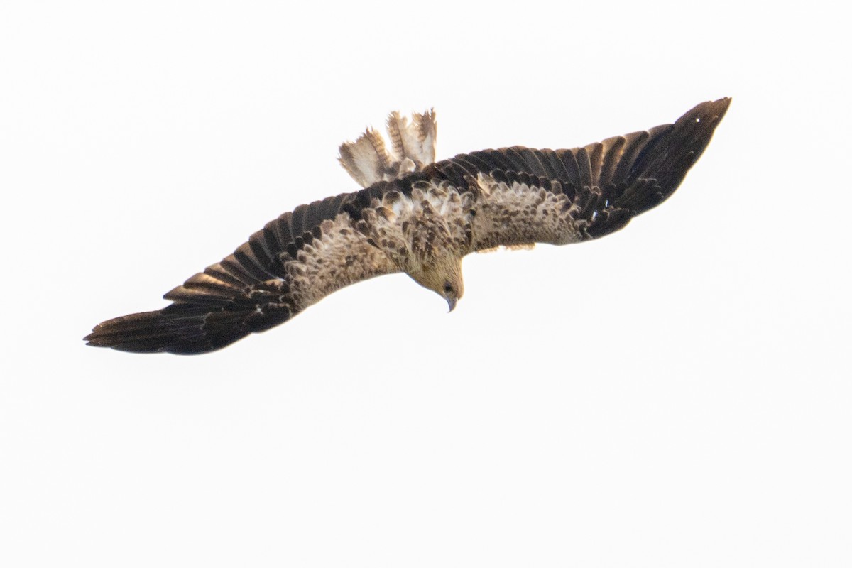 Whistling Kite - ML647038489